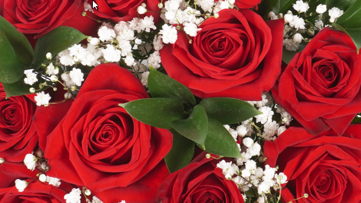 Roses & Gypsophila