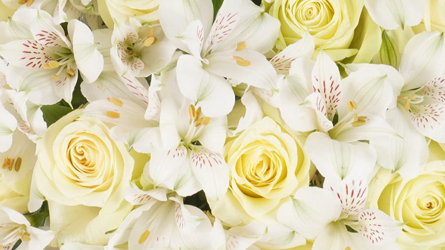 Roses & Alstroemeria