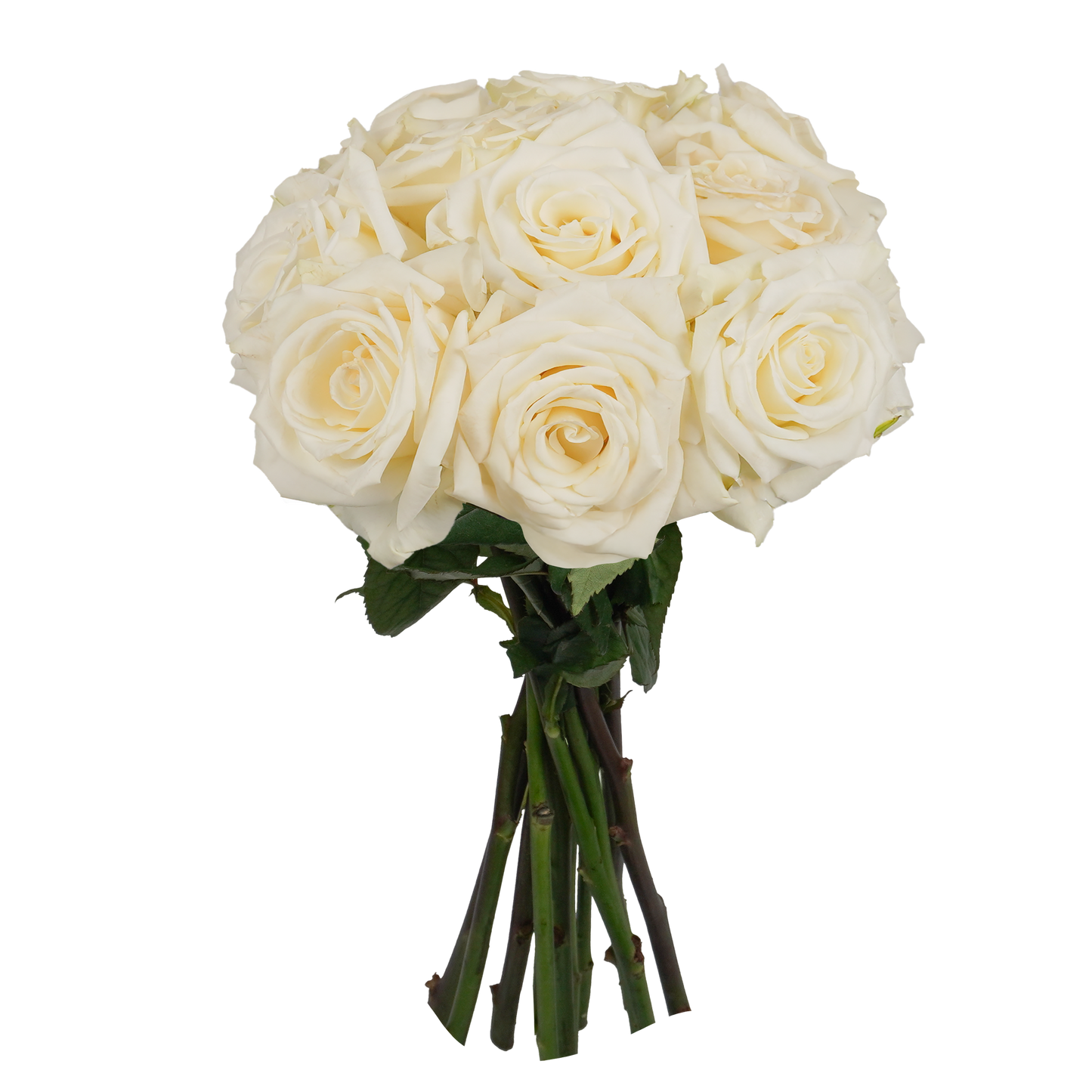 White Classic Roses - 12 Stems