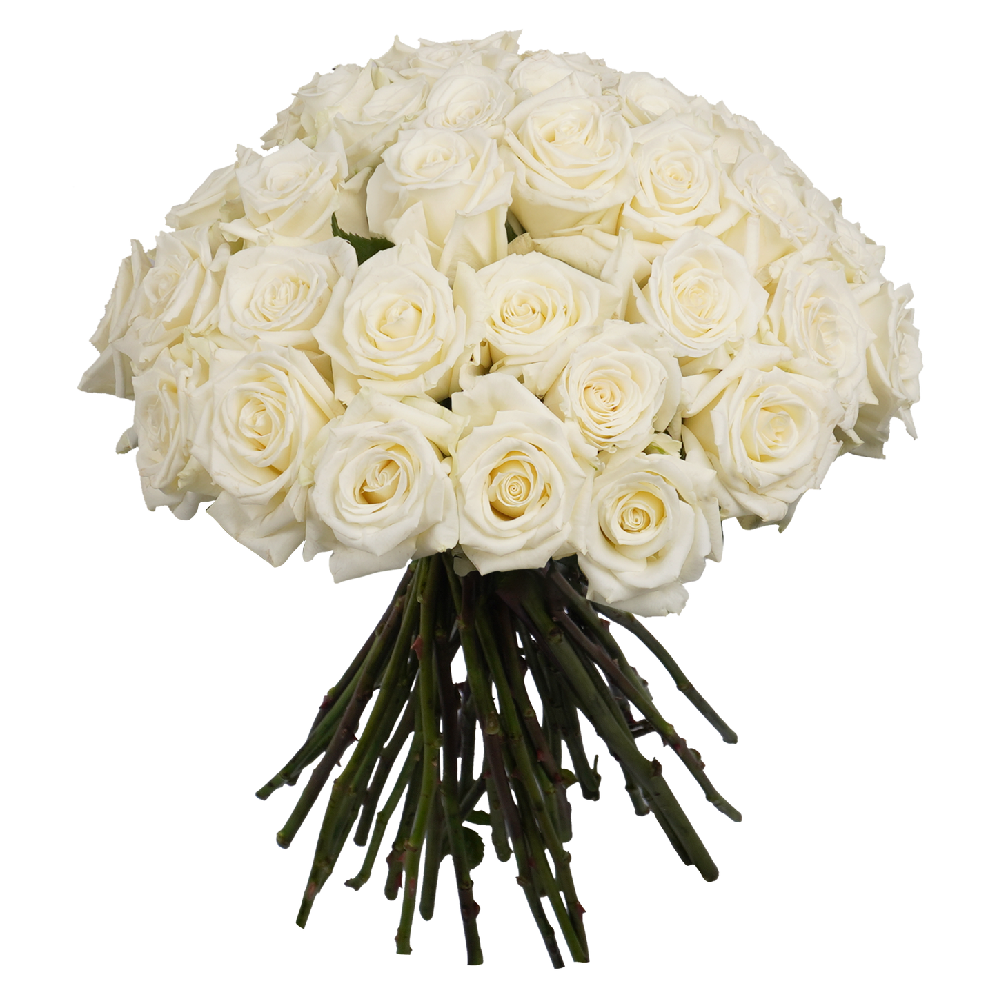 White Classic Roses - 50 Stems