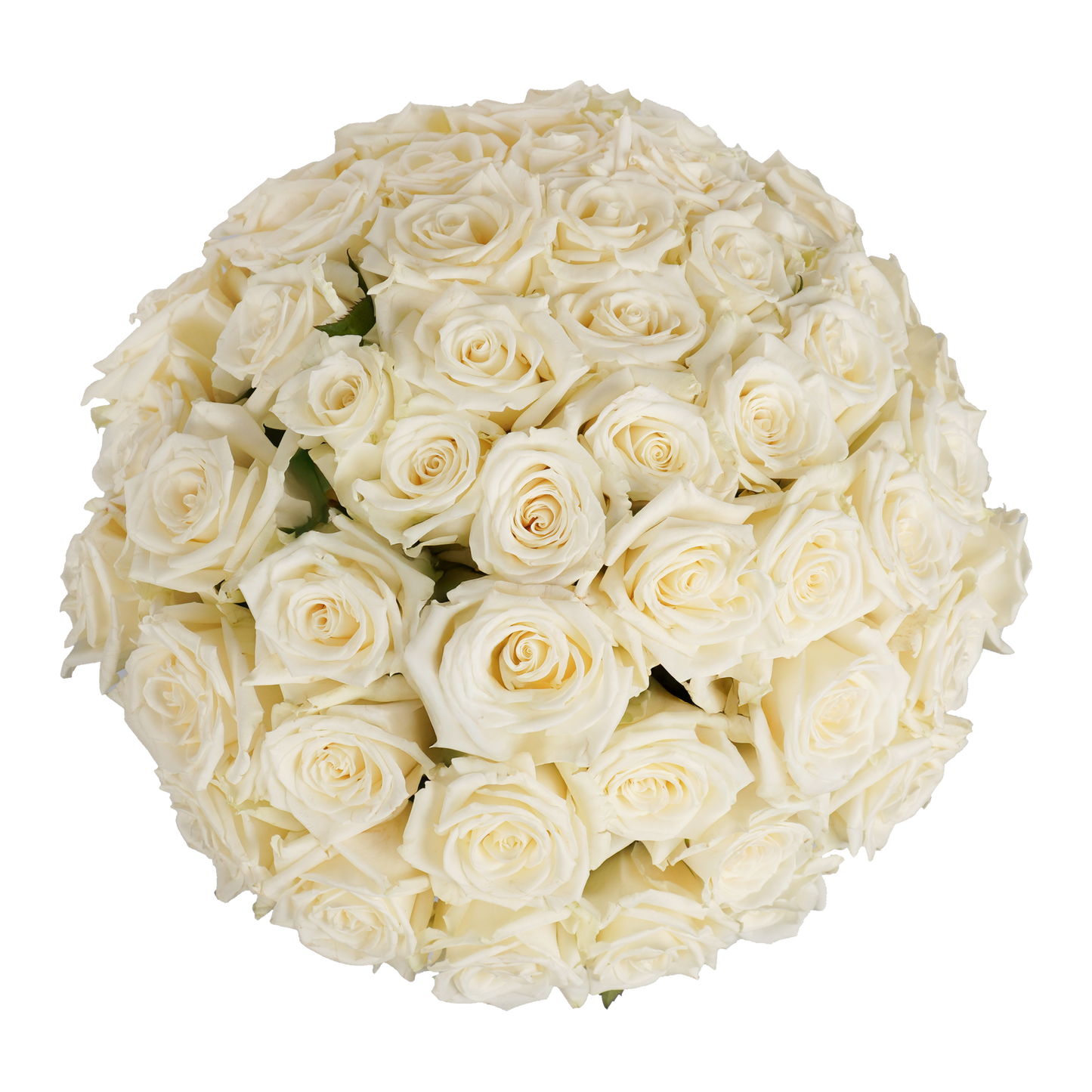 White Classic Roses - 50 Stems
