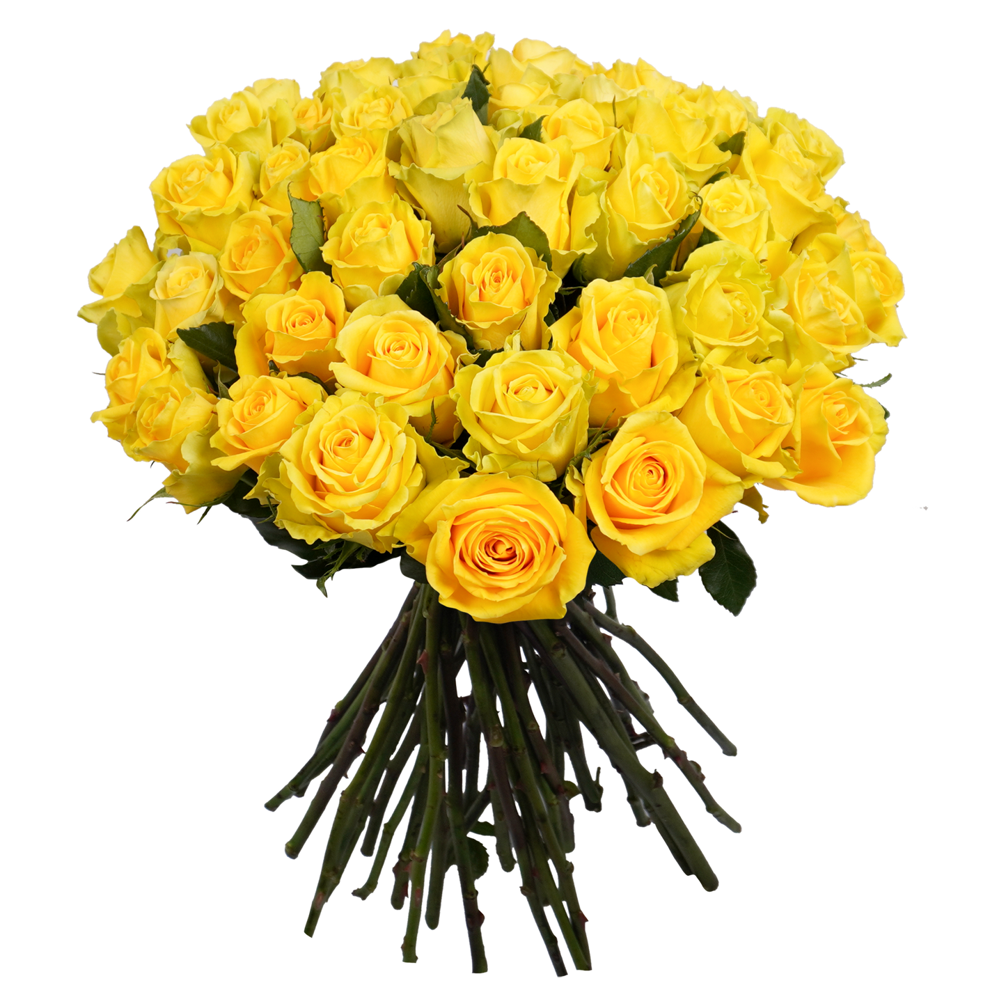 Yellow Classic Roses - 50 Stems