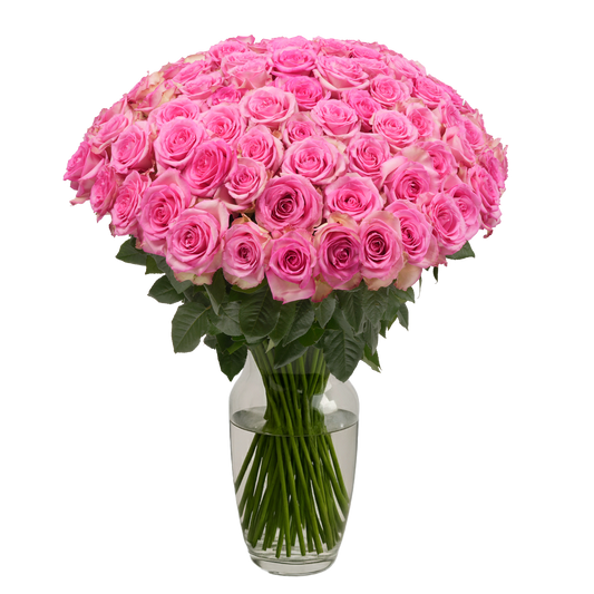Pink Roses - 100 Stems
