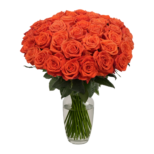 Orange Roses - 50 Stems