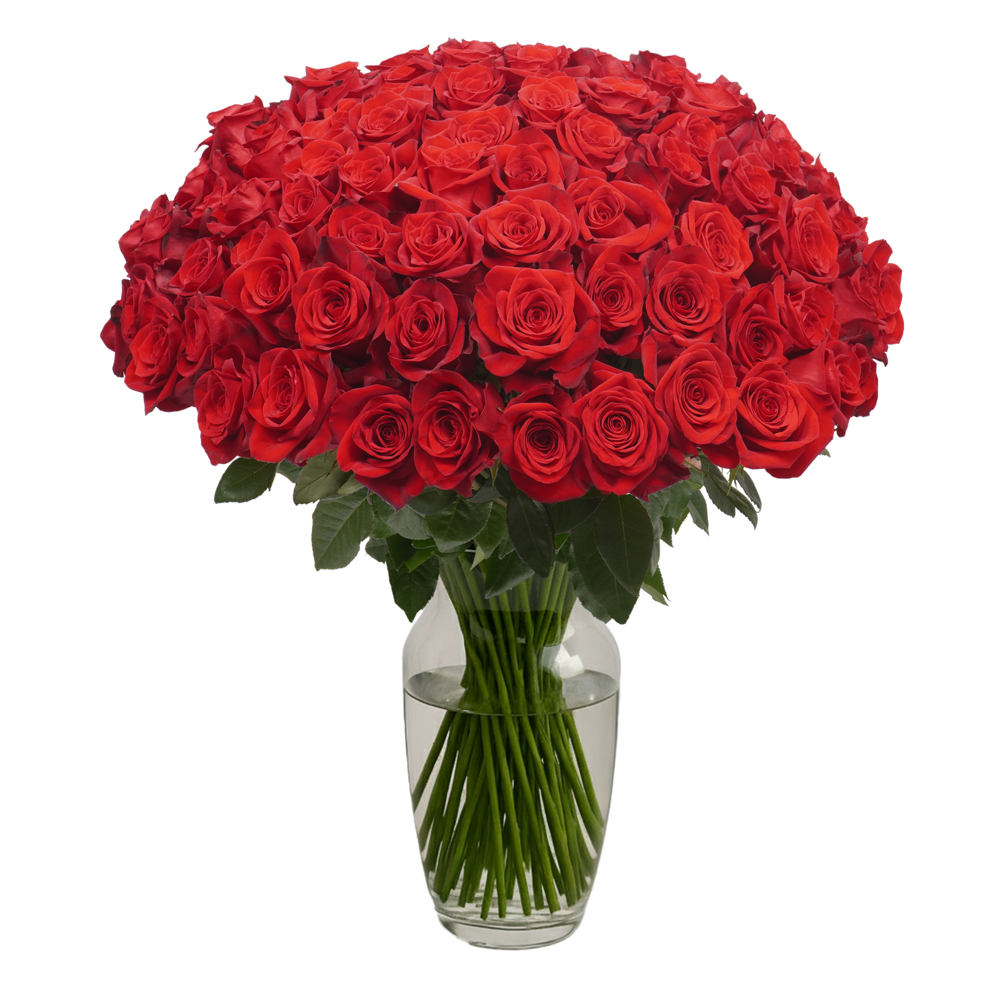 Red Roses - 100 Stems