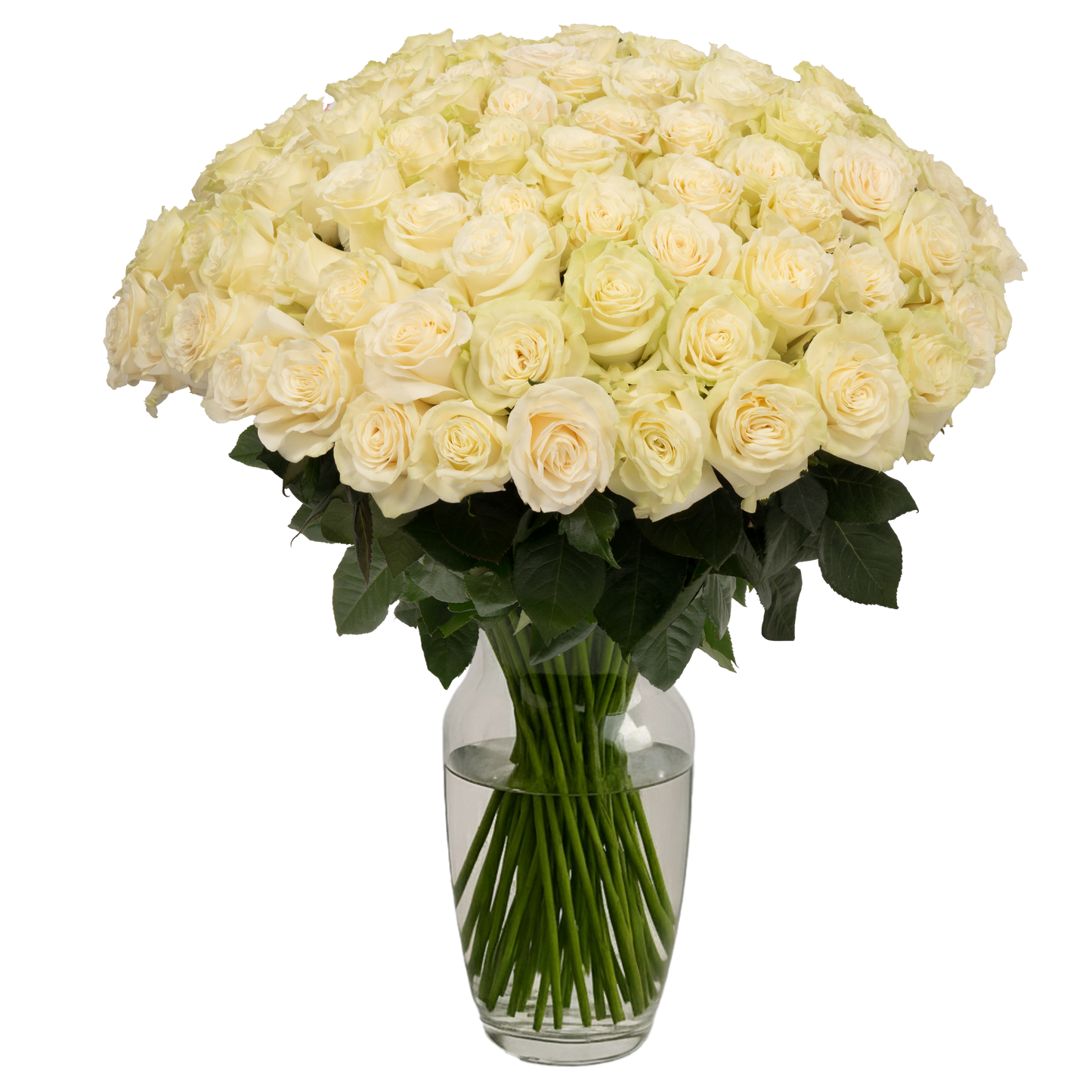 White Roses - 100 Stems