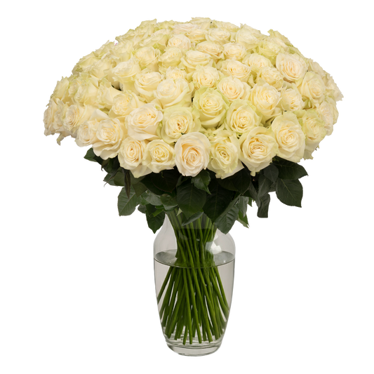 White Roses - 100 Stems