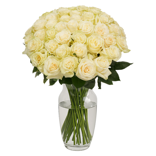 White Roses - 50 Stems