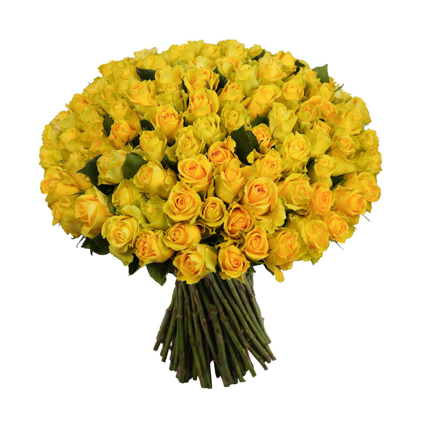 Yellow Classic Roses - 100 Stems