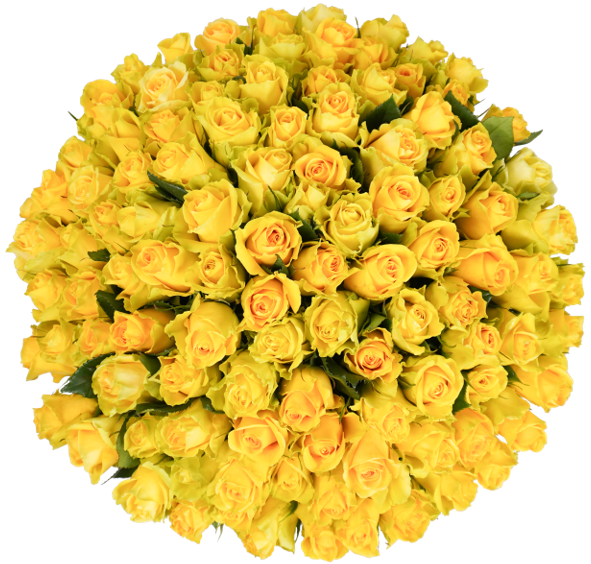 Yellow Classic Roses - 100 Stems