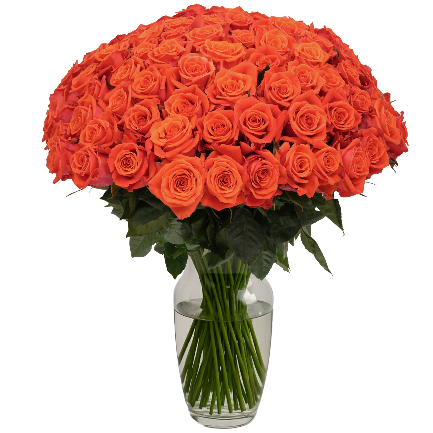 Orange Roses - 100 Stems
