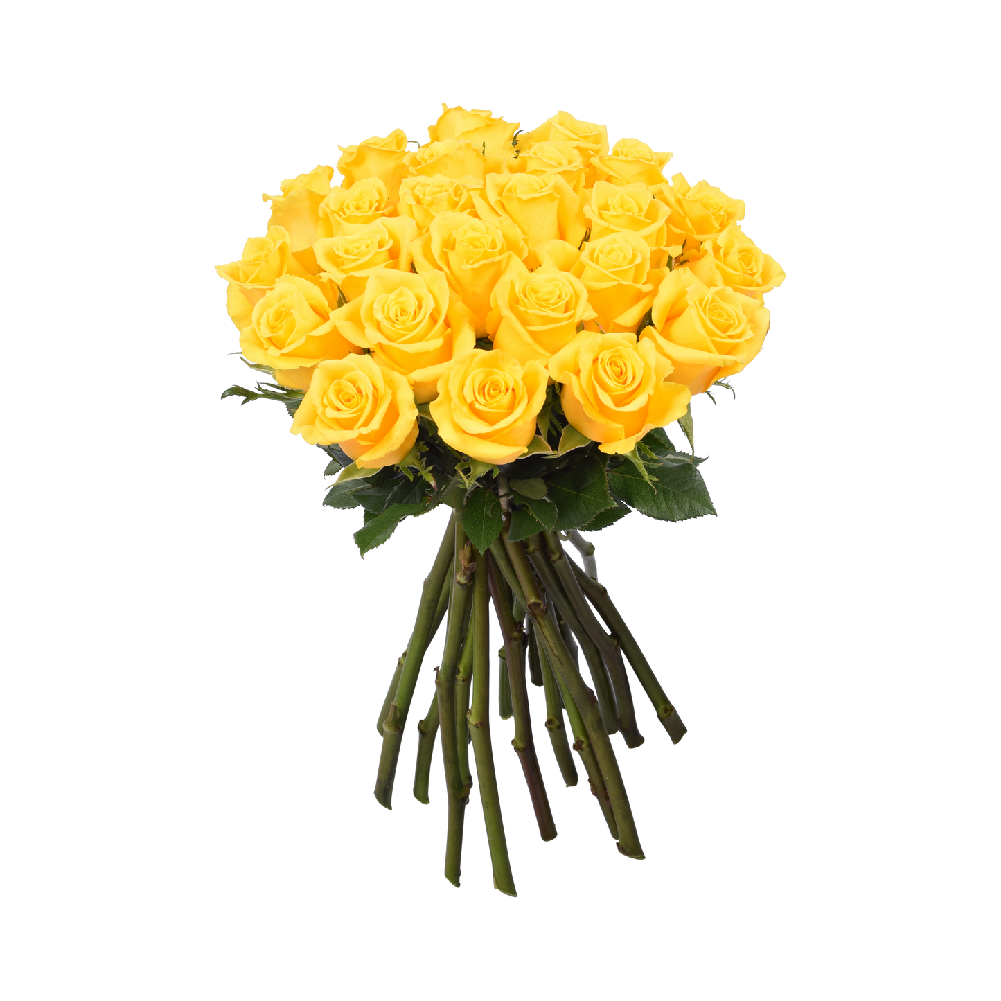 Yellow Classic Roses - 24 Stems