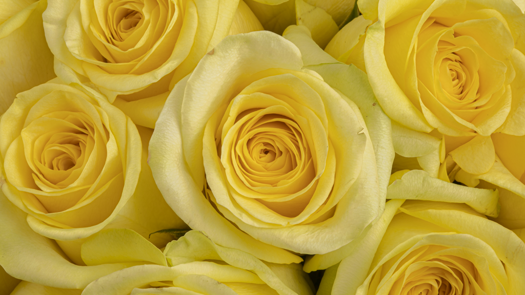 Yellow Classic Roses