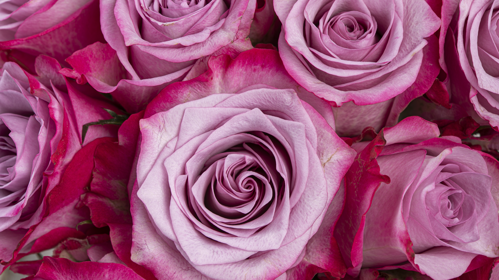 Lavender Classic Roses