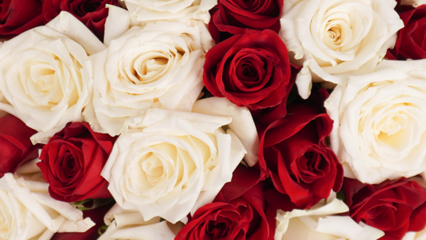 Monte Carlo – Passion Roses