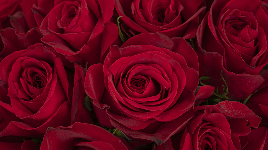 Red Classic Roses