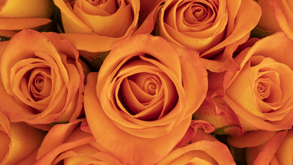 Orange Classic Roses