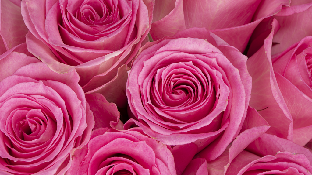 Pink Classic Roses