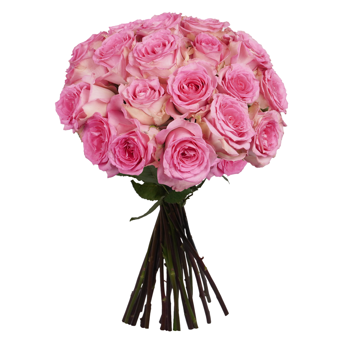 Pink Roses Classic Pink Classic Roses - 24 Stems – Passion Roses