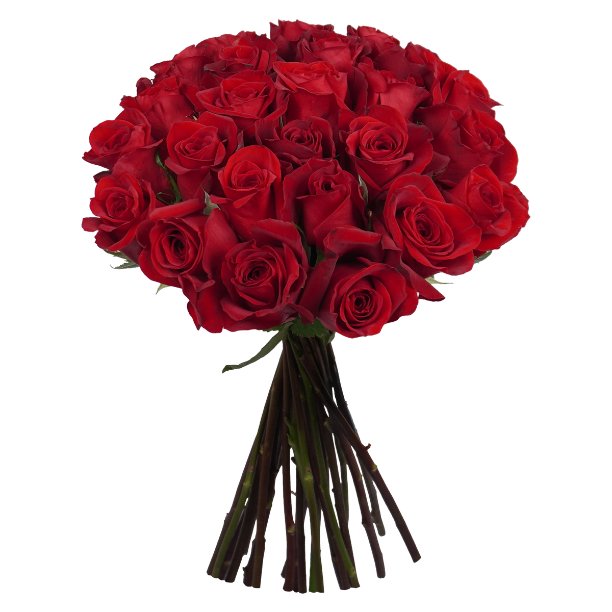 Red Roses Basic Red Classic Roses - 24 Stems – Passion Roses