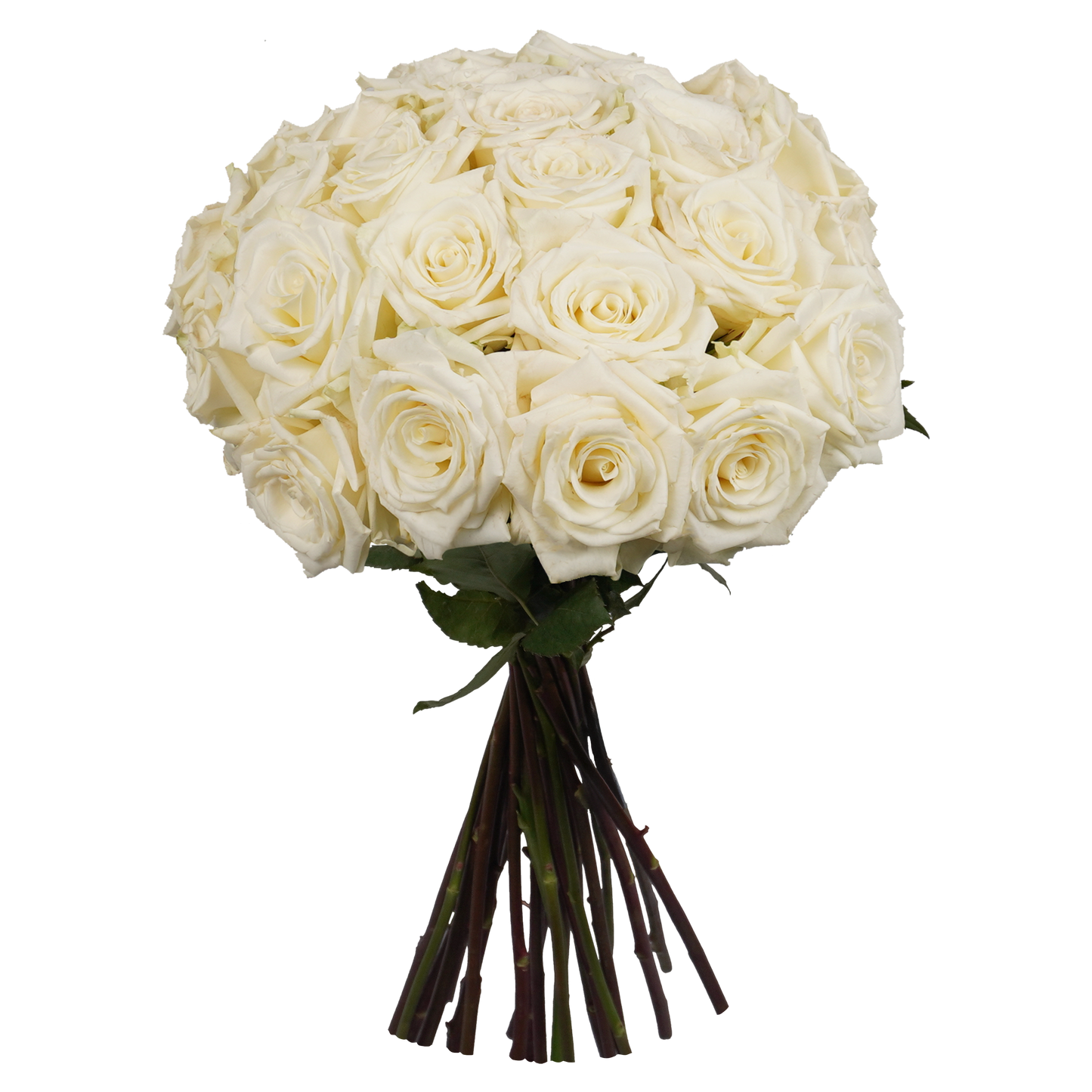 White Classic Roses - 24 Stems
