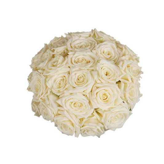 White Classic Roses - 24 Stems