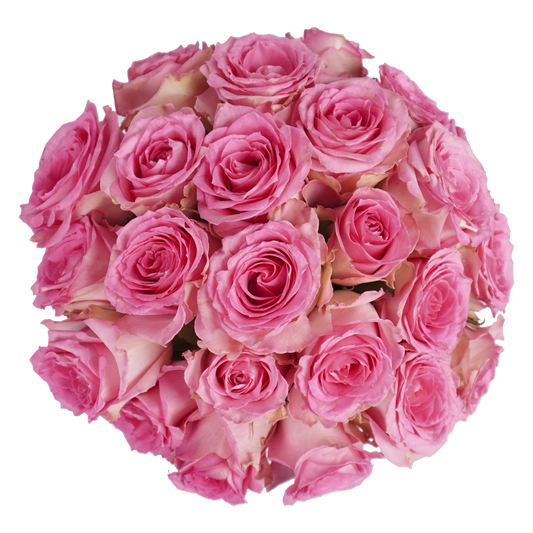Pink Essential Roses Pink Classic Roses – Passion Roses