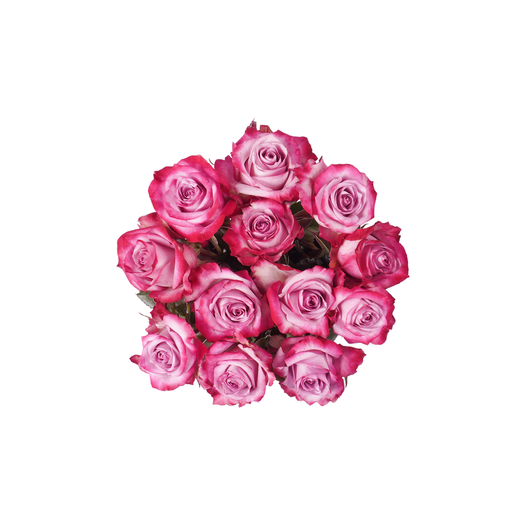 Our beautiful blooms – Passion Roses