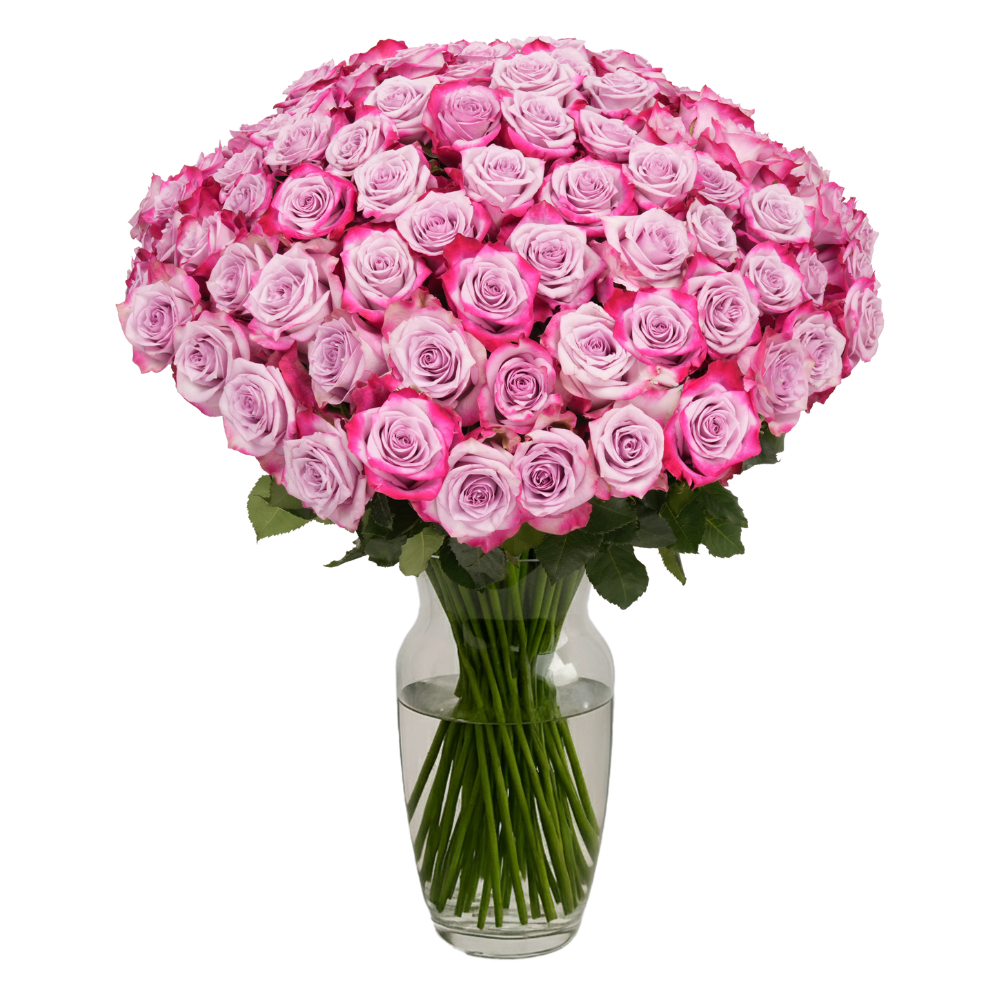 Lavender Roses - 100 Stems