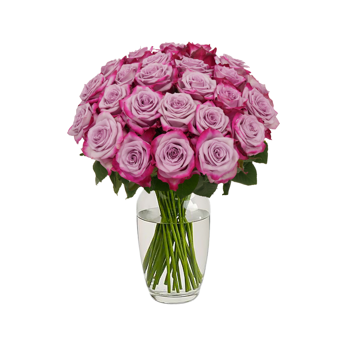 Lavender Roses - 24 Stems