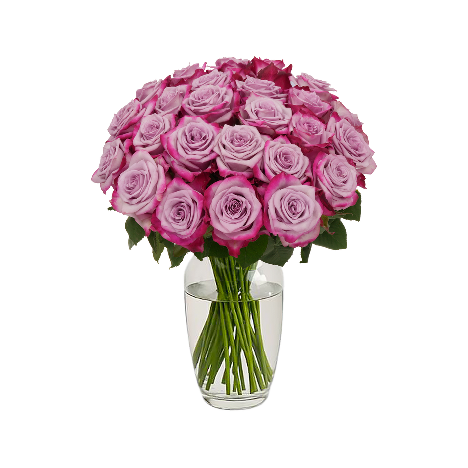 Lavender Classic Roses – Passion Roses