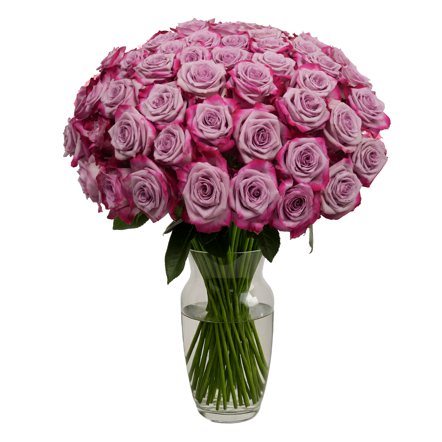 Lavender Roses - 50 Stems