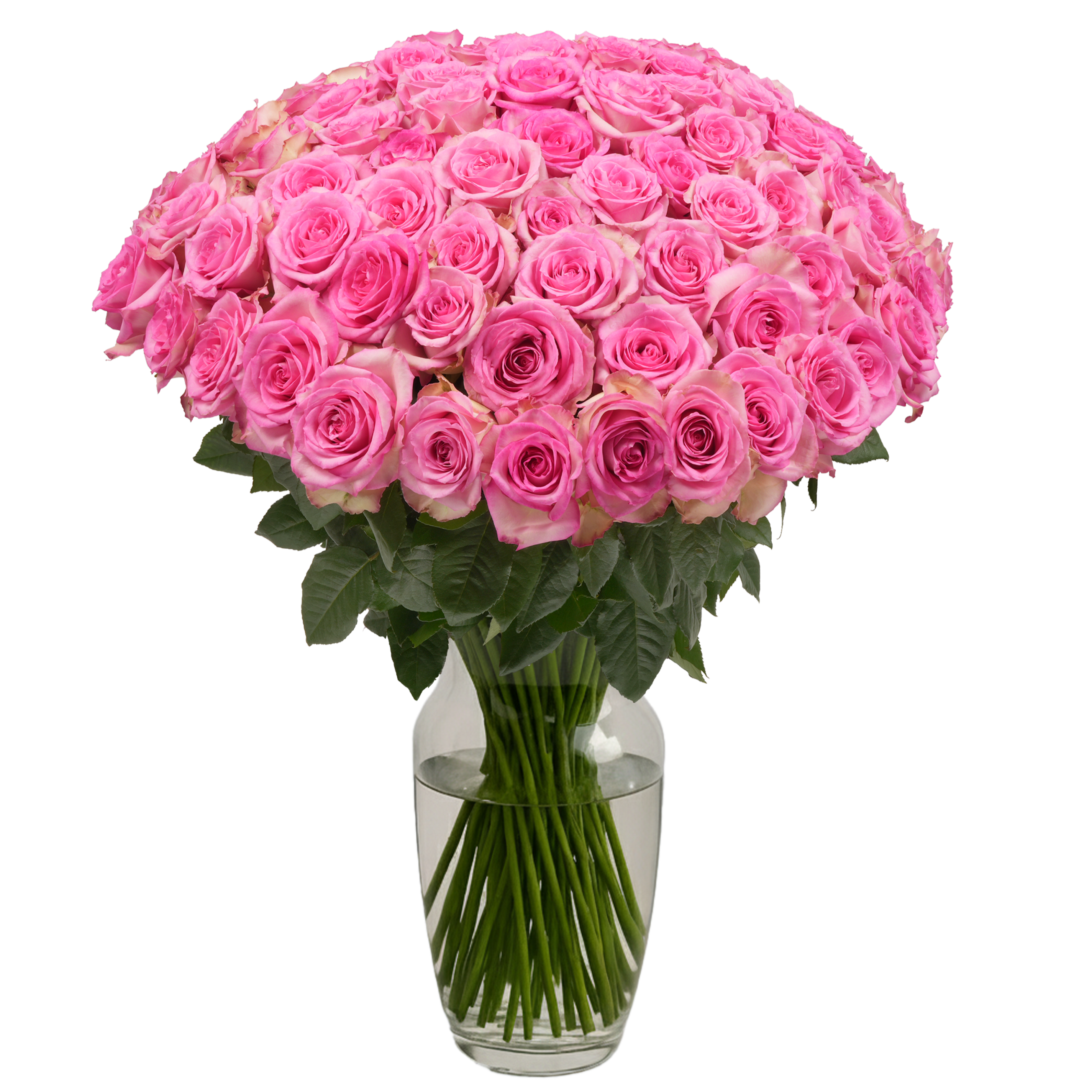 Pink Roses - 100 Stems – Passion Roses