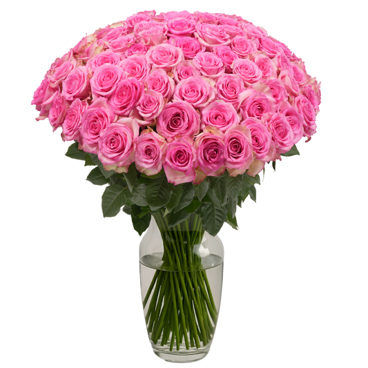 Pink Roses - 100 Stems