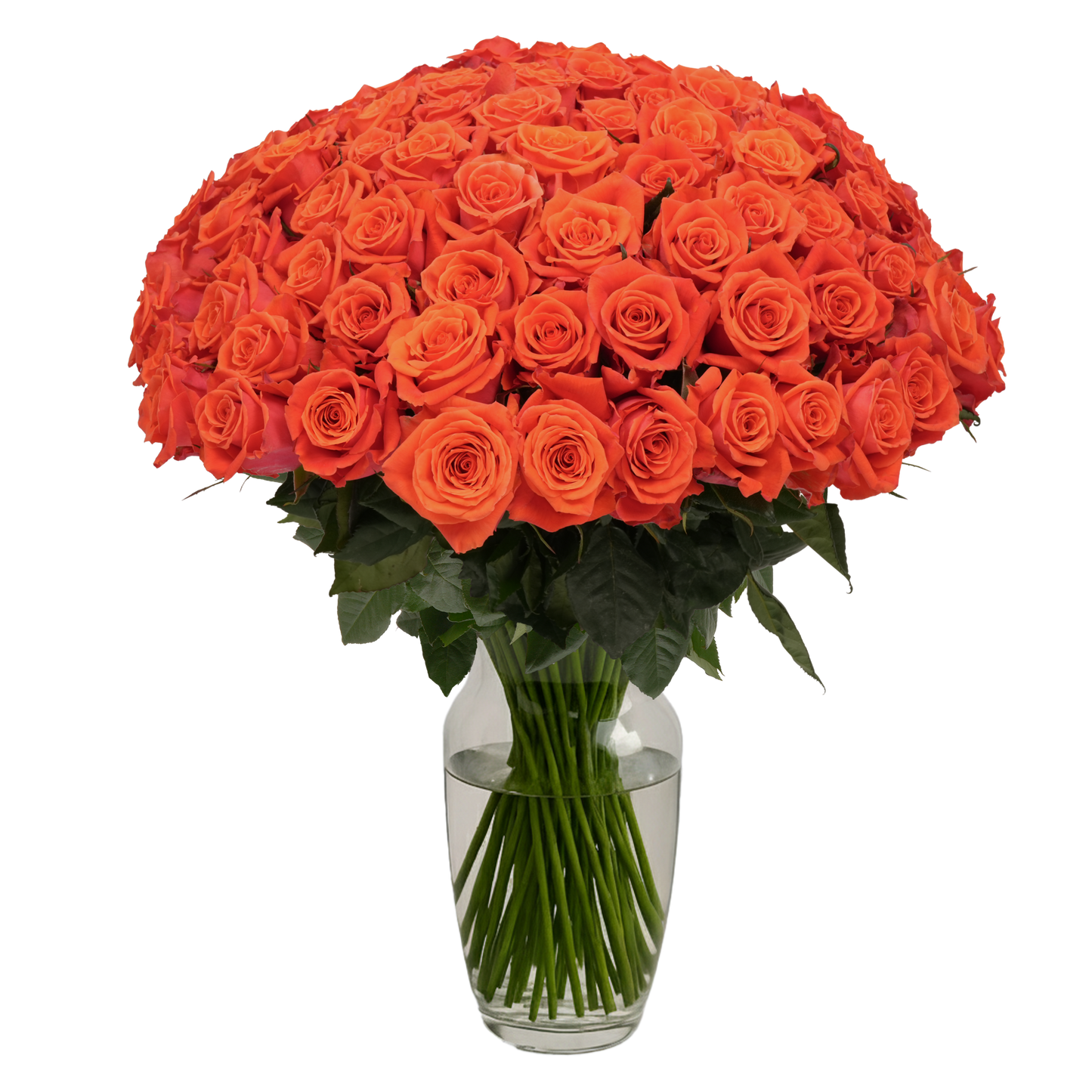 Orange Roses - 100 Stems