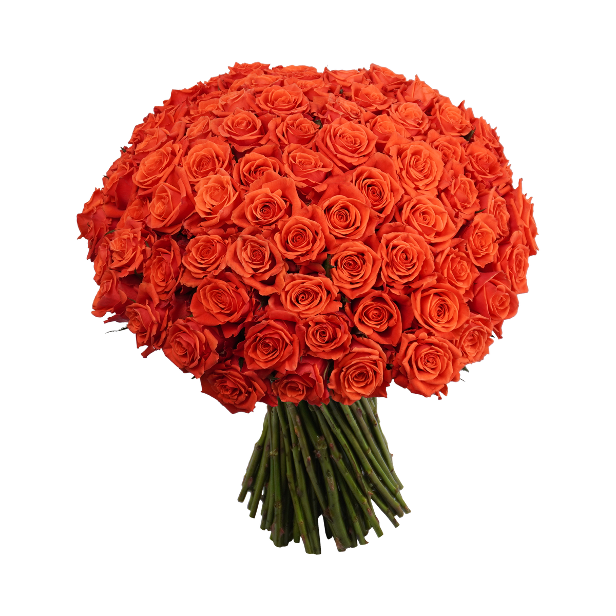 100 Stems Roses Orange Classic Roses - 100 Stems – Passion Roses