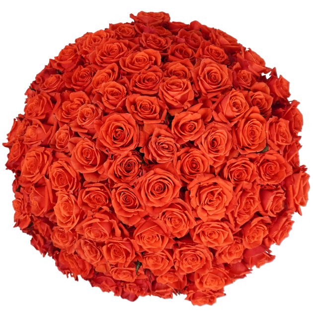 Orange Classic Roses - 100 Stems – Passion Roses