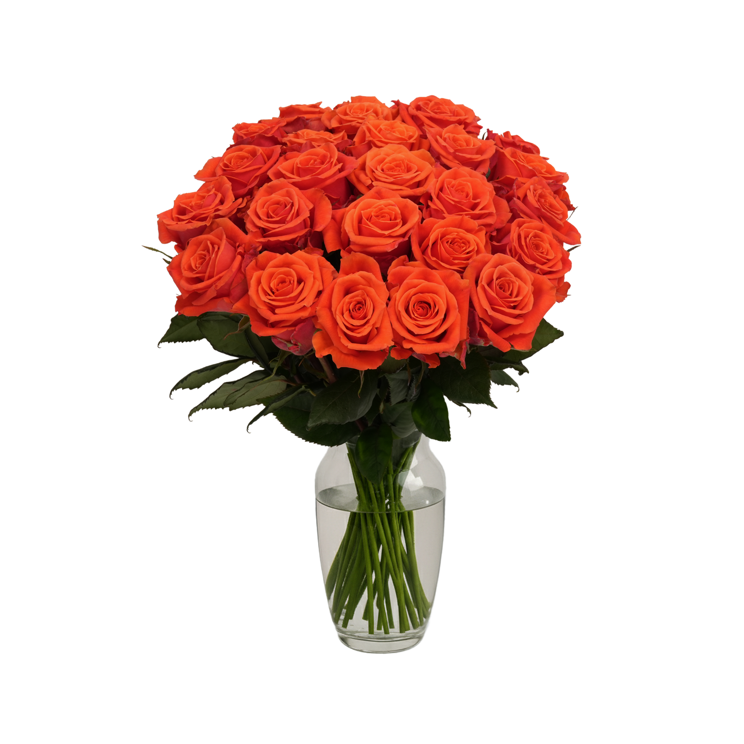 Orange Roses - 24 Stems