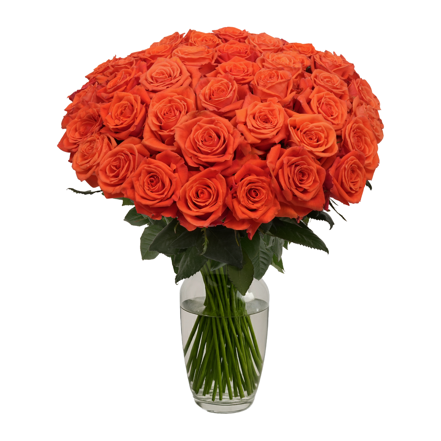 Orange Roses - 50 Stems