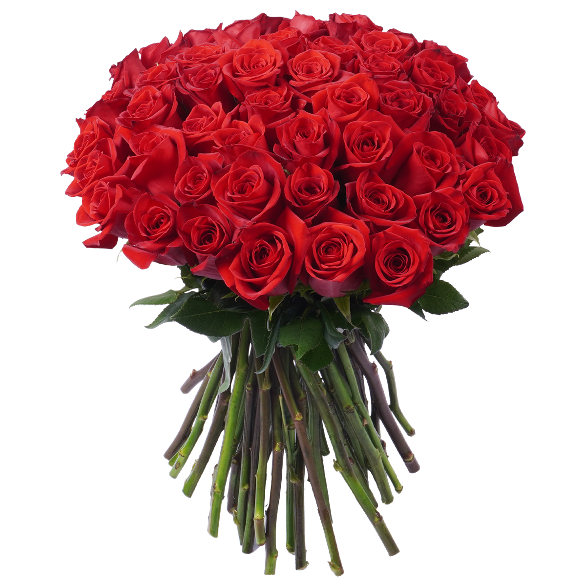 Matric Red Roses Red Classic Roses - 50 Stems – Passion Roses