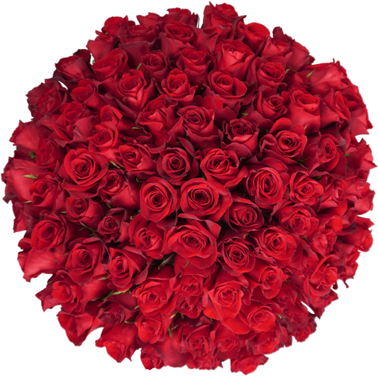 Red Classic Roses – Passion Roses