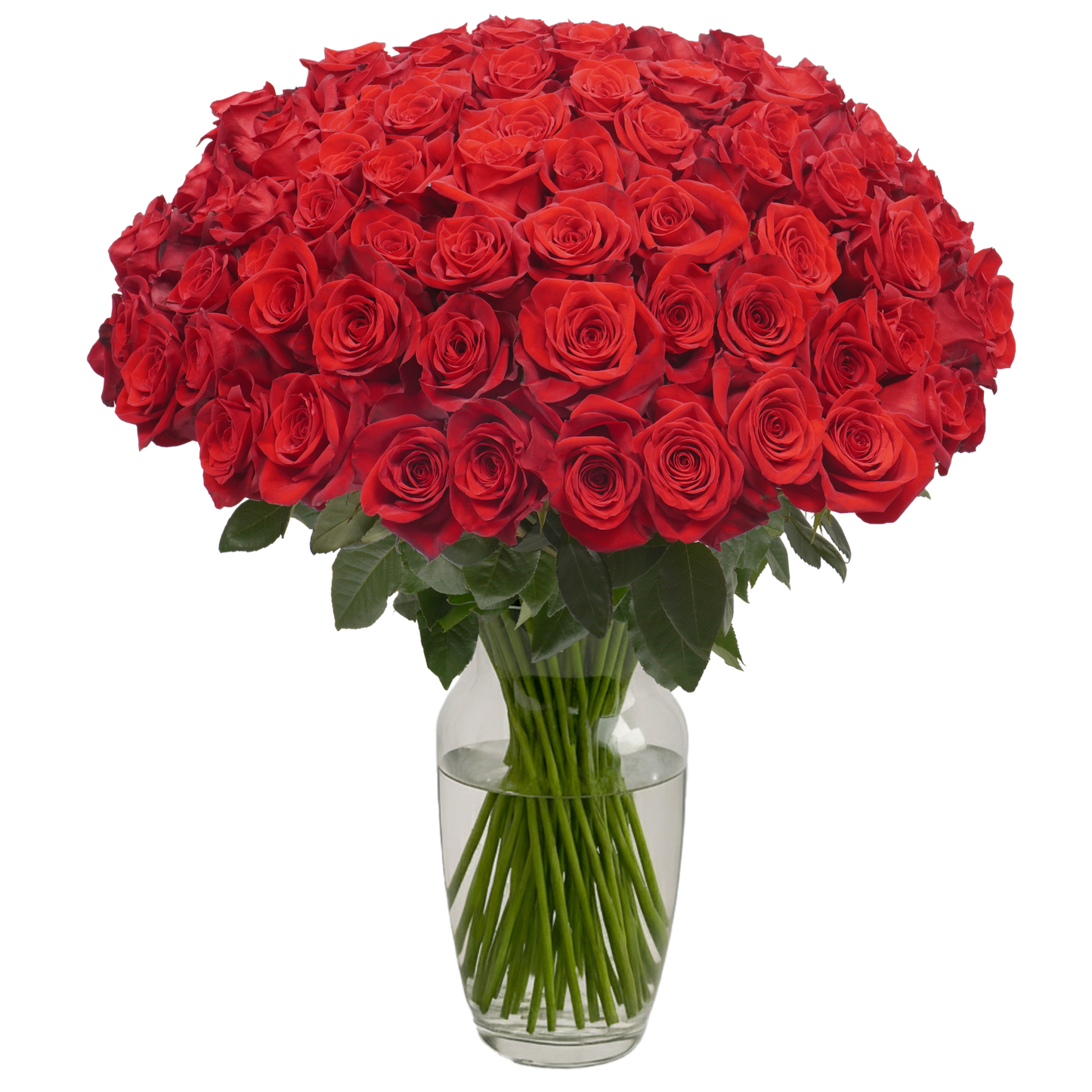 Red Roses - 100 Stems