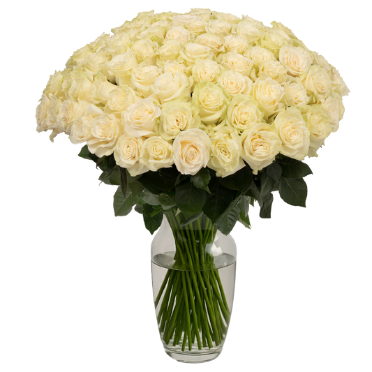 White Roses - 100 Stems