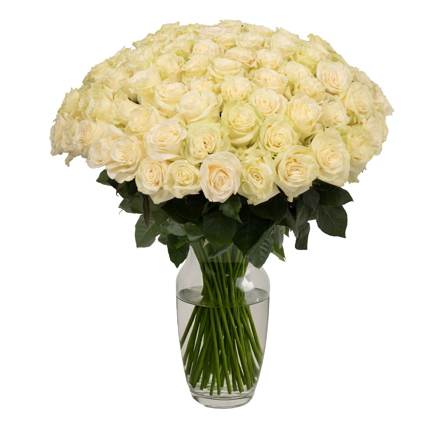 White Roses - 100 Stems