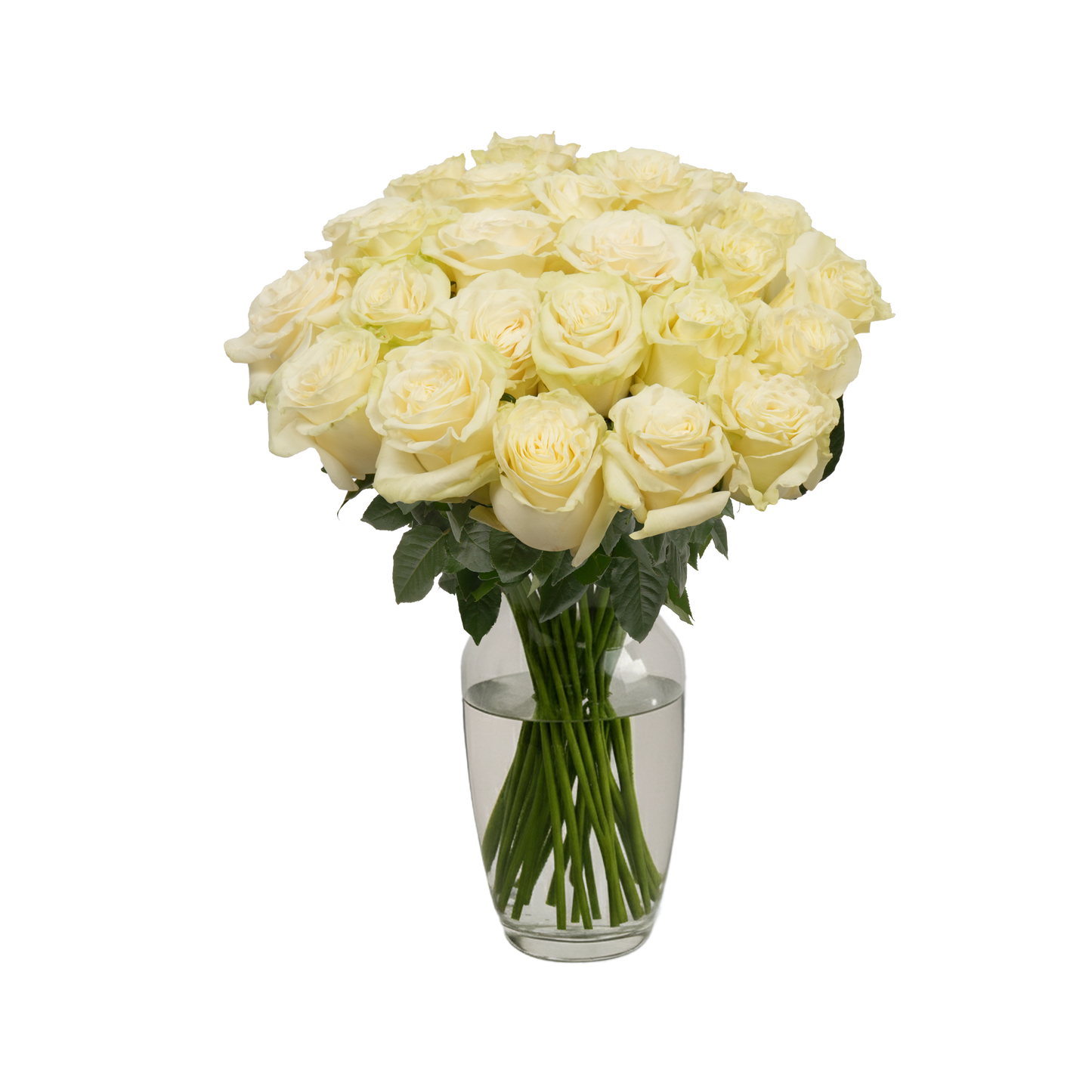 White Roses - 24 Stems