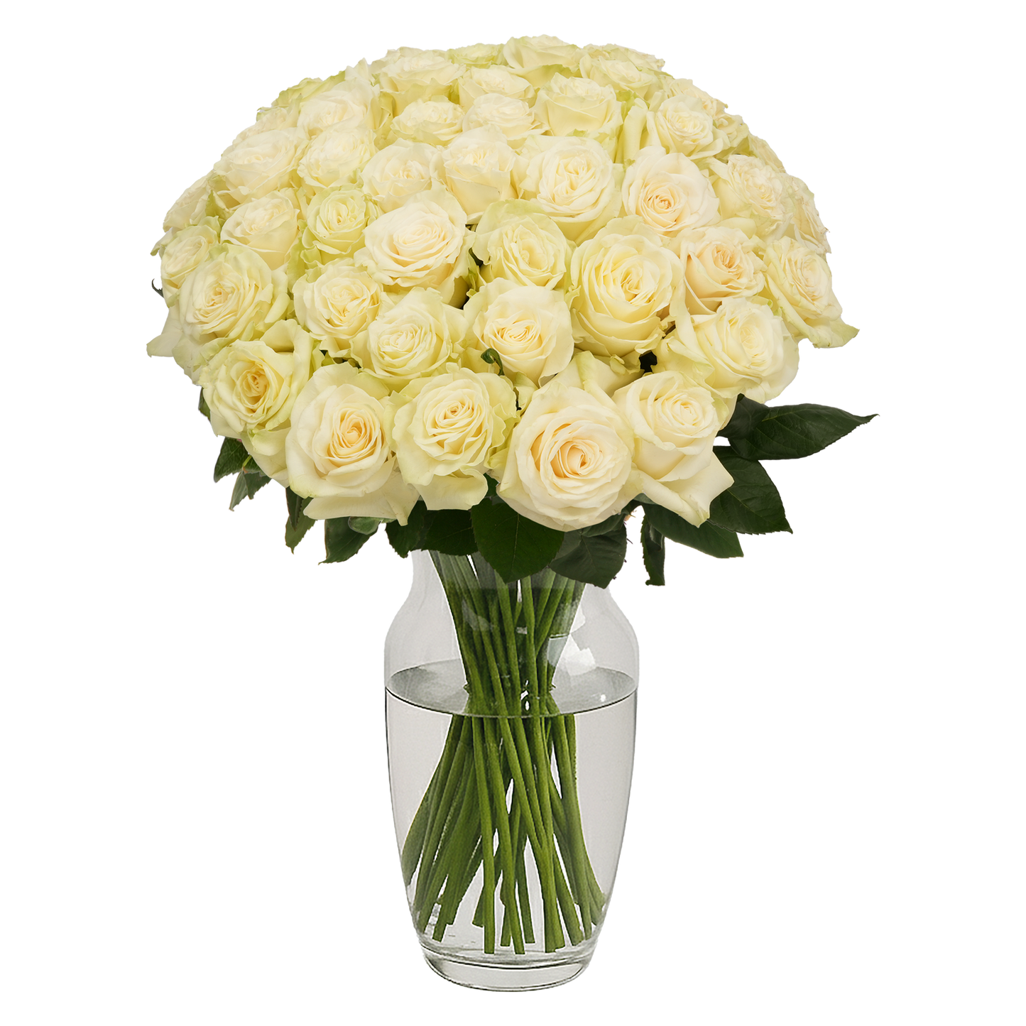 White Roses - 50 Stems
