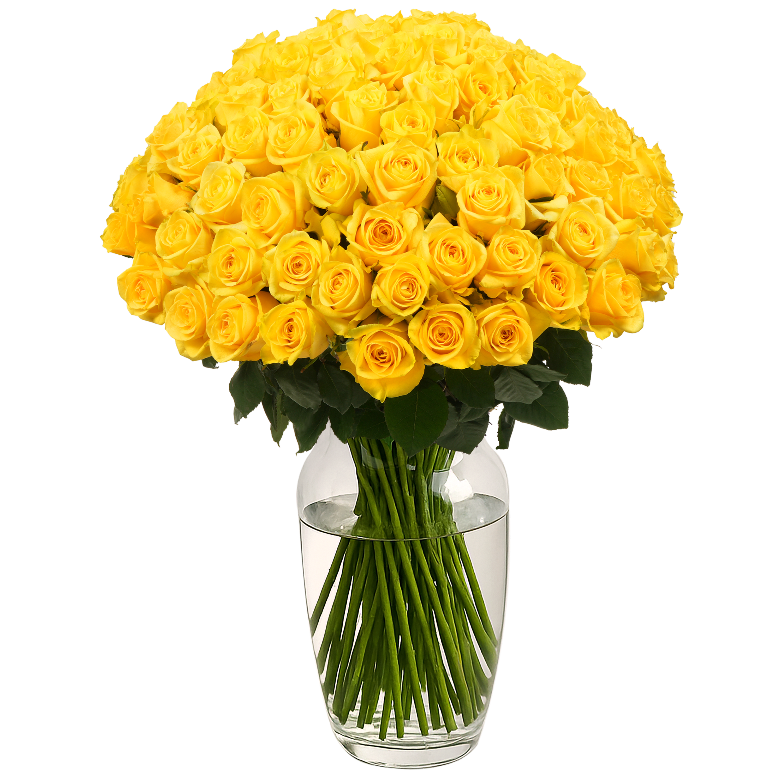 Yellow Classic Roses – Passion Roses