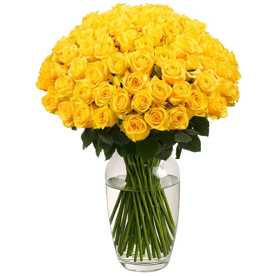 Yellow Classic Roses – Passion Roses