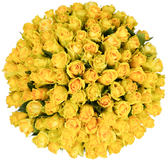 Yellow Classic Roses - 100 Stems