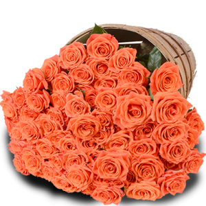 Plenty of Passion Orange